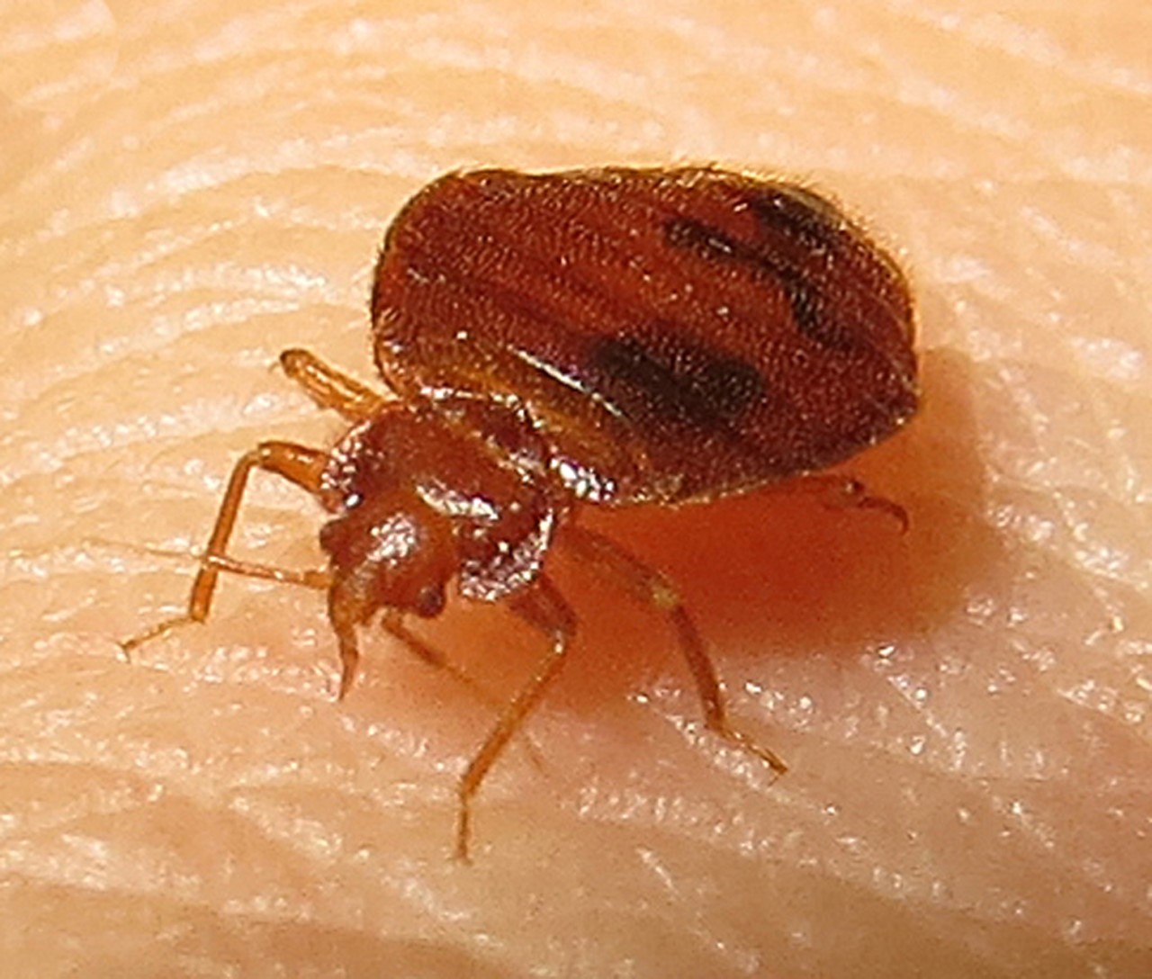 Bed Bug (1)