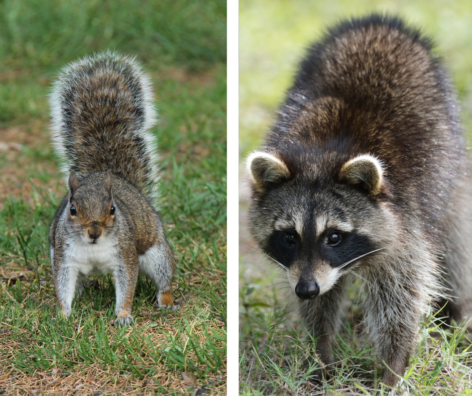 69ce6b9e51b13_raccoon-and-squirrel-in-grass-940x788-1