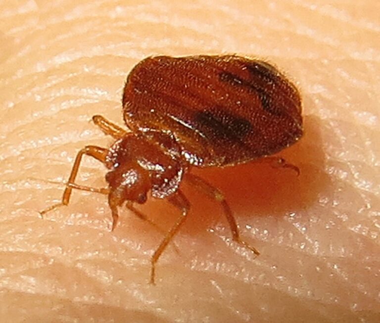 Bed-Bug-1-768x653