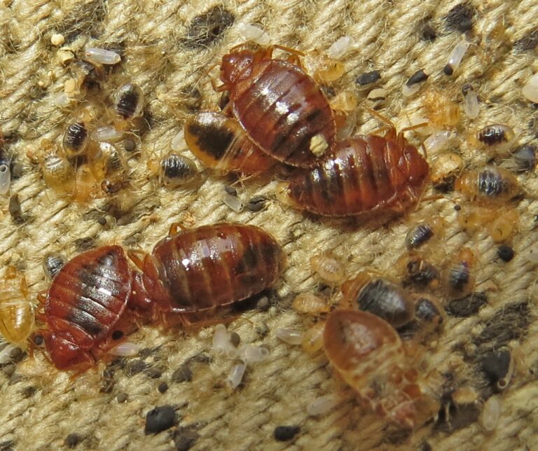 Bed-Bug-2-768x644